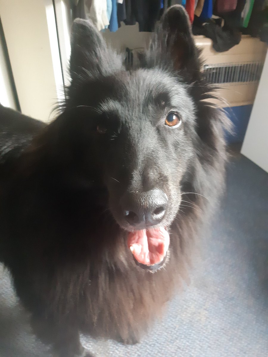 Kylebcactor's tweet image. Doggy demanding attention. Let me get dressed first will ya.