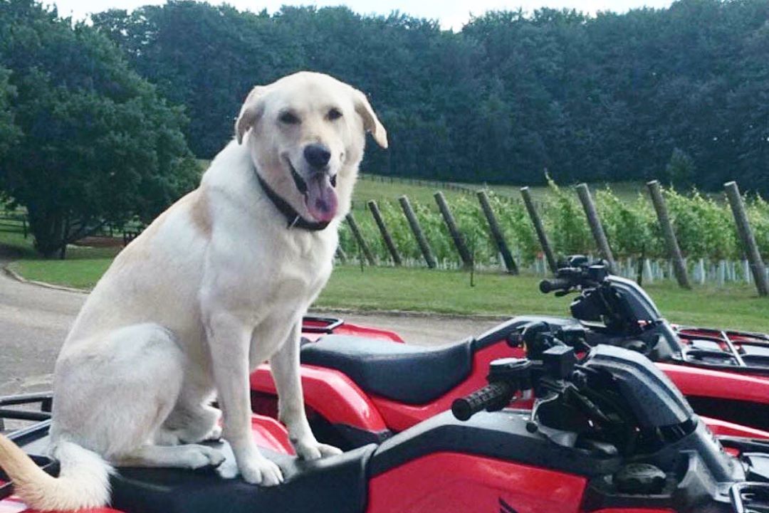 QuobParkEstate's tweet photo. Dogs have always been at the heart of @QuobParkEstate and as we prepare for our October launch, all dogs (including staff dog Pogo here!) are all very much welcome! To Book Your FREE Try-All of our Wine Club, visit https://t.co/B55NFatBq8 and use code: 'CLUB-TRY-ALL' https://t.co/Yc1SY01Ym4