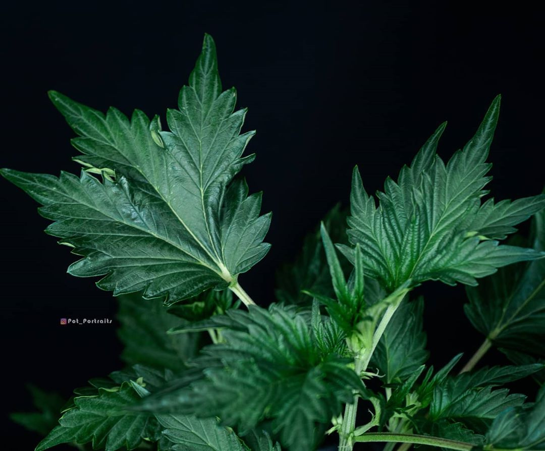DutchPassion_'s tweet photo. Sick of nosy neighbours? 🕵️‍♂️⁠
Auto Duck®  is a stealth cannabis variety with unusually shaped cannabis leaves which make it difficult to identify as cannabis, especially during the first half of its life before the buds form.

#AutoDuck #FrisianDuck #autoflower  #dutchpassion https://t.co/YBtz01ZL1O