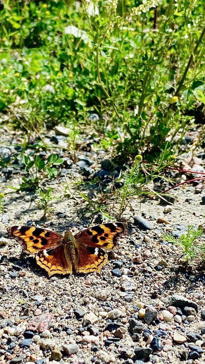 NeysProvPark's tweet photo. For #NationalWildlifeDay get out this long weekend to learn or find something new! Snap a photo of some wildlife you've spotted in Neys & tag us in it!
Have a fun & safe long weekend!
Pictured: Compton Tortoiseshell
#OntarioParks #DiscoverOP #NeysPP @OntarioParksNWZ https://t.co/KqnvrVS8UY