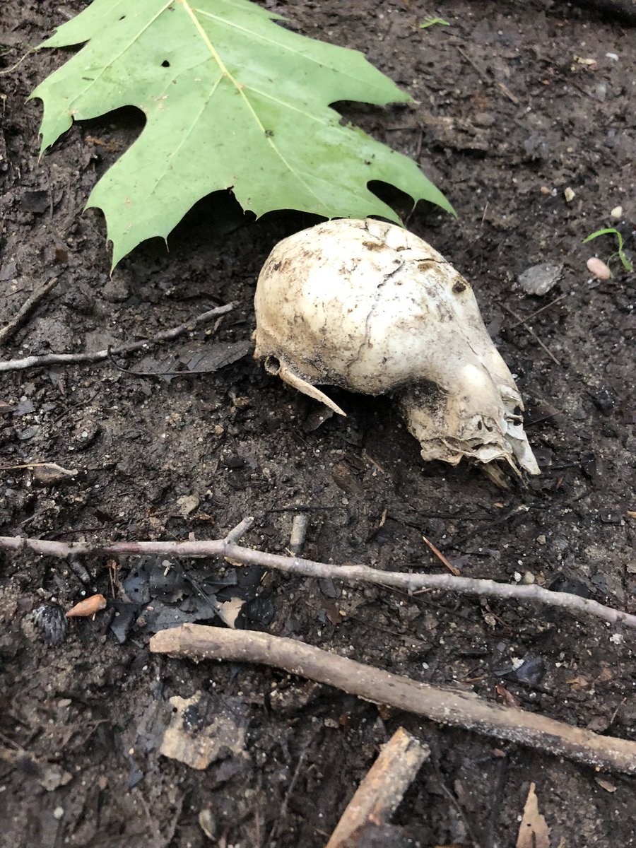 HINeSMnSTEM's tweet image. Skull Squad 💀 The gals found an animal skull during our hula hoop habitats! #cfevs #cfevsHOME #cfevsCONNECTED #outdoorlearning