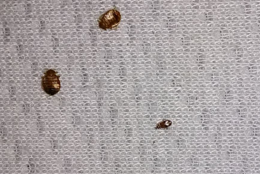TerminatorTPC's tweet photo. Bed bugs have flat bodies that are about the size of an apple seed. Even worse, female bed bugs can lay 100s of eggs, which are the size of a speck of dust.
Learn more from @TerminatorTPC: https://t.co/uOwgGy5IPZ
#TerminatorTPC #BedBugs #PestControl
Photo: https://t.co/Wl4CYCxBNj https://t.co/riD32oxkmG