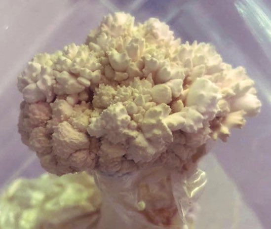 AgritechGrower's tweet photo. Update on ESS project. Sajor-caju Mushroom cultivated on the ESS platform. The fruiting body has completely change in both shape and texture. DNA test however is 100%.  We nickname “Popcorn mushroom”. Taste is sweeter and very pleasant. https://t.co/J4Pte2d4GA
