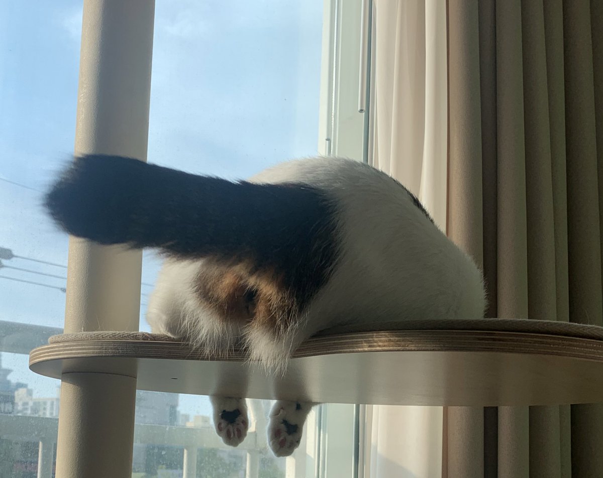 고양이 보고가세요......

                  고양이 보고가세요.....,,
