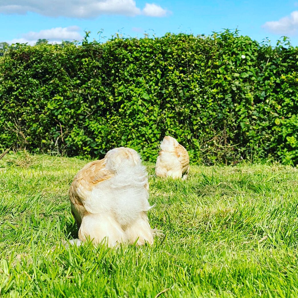 PipinchickP's tweet photo. Double Fluffy Butt Friday!!  
Have a lovely weekend ❤️

#fluffy #fluffybuttfriday #fluffybutt #fluffybutts #brahmachicken #pipinchickpoultry https://t.co/CEH3znLvvt