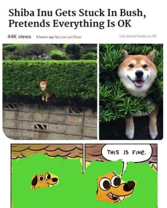 APandler's tweet photo. This is fine 🐶

#memes #memesdaily #memes😂 https://t.co/dsjiWrArsb