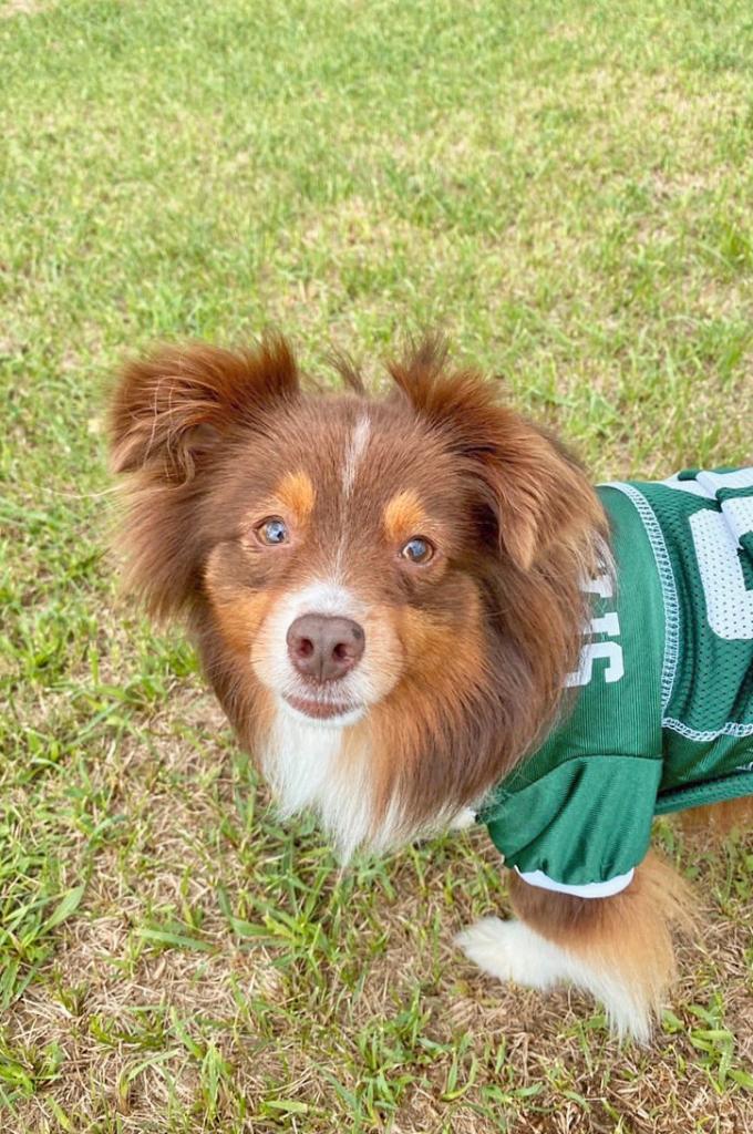 msuvets's tweet image. Cancer can't stop this #SpartanDawg 🐶  what do you think, @MSUZeke? Think Jax has a chance with @MSU_Football? #GoGreen