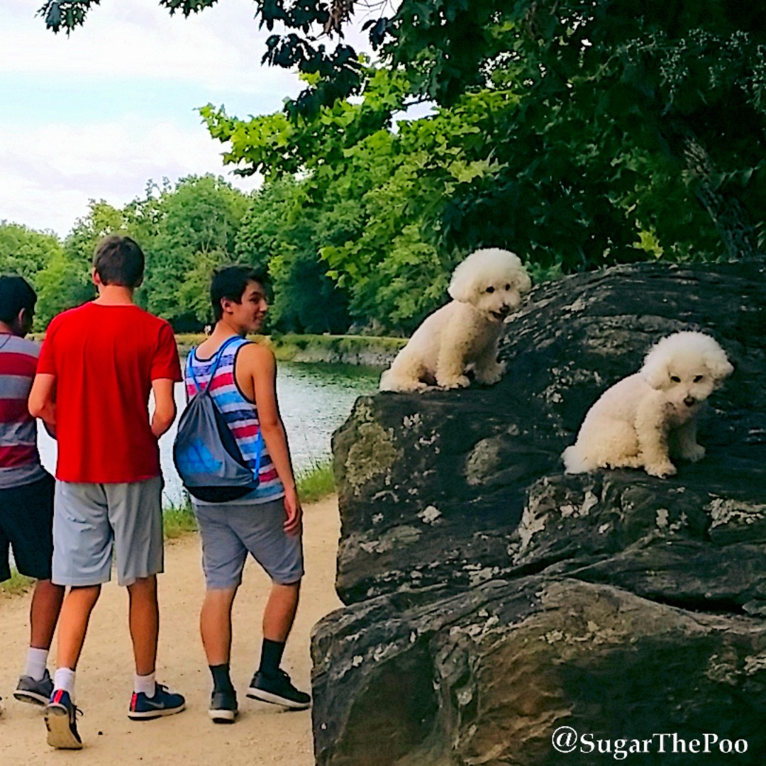 sugarthepoo's tweet photo. 📸 #GoodMorning Photobomb Friday! Don't look now bro, but I think we just got Photobombed. I'm making #PHOTOBOMB my #WordoftheDay ! 📸

#SugarThePoo #ilovespreadingsmiles #DogModels #CandOCanal #WashingtonDC #PhotobombFriday https://t.co/bvpfbolyQe