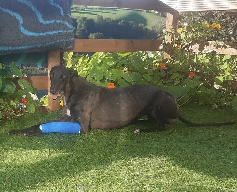 HopeRescue's tweet photo. The #AmazingGreys team were back at the greyhound track last Saturday helping two more injured #greyhounds. Abbey suffered a nasty soft tissue injury caused by the lure wire & is with @ForeverHoundsUK. Diesel suffered a broken leg & is being fixed by @DogsTrust. #rescuedracers https://t.co/wcarRUB9hB