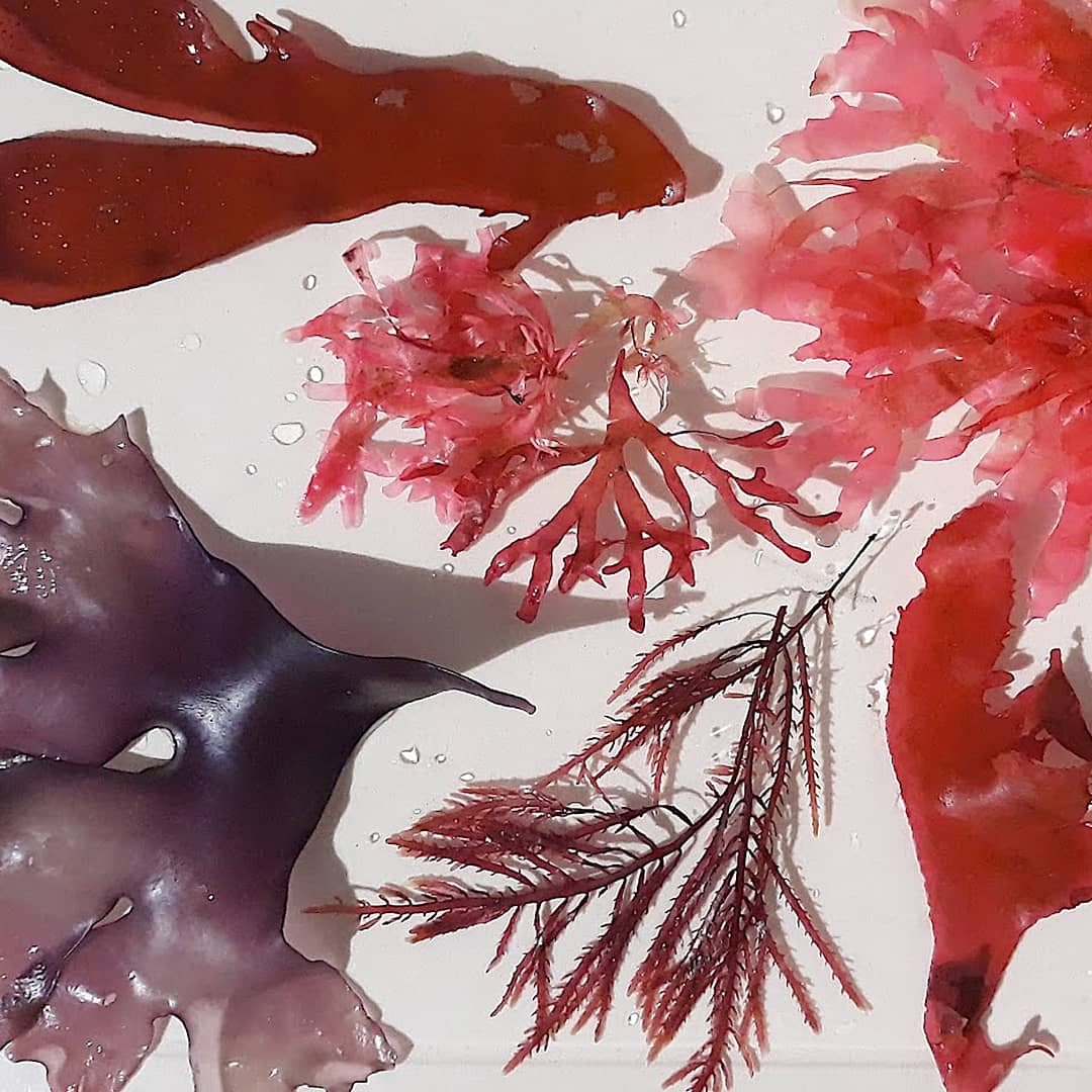 STOLscience's tweet photo. Pantone de algas... #rhodophyta #phaeophyta #clorophyta #algas #seaweed #sea #mar #pantone #cores #ciencia #arte #sciart #scicomm #beach #seatreasures #tesourosmarinhos https://t.co/qi6ttGiUgw