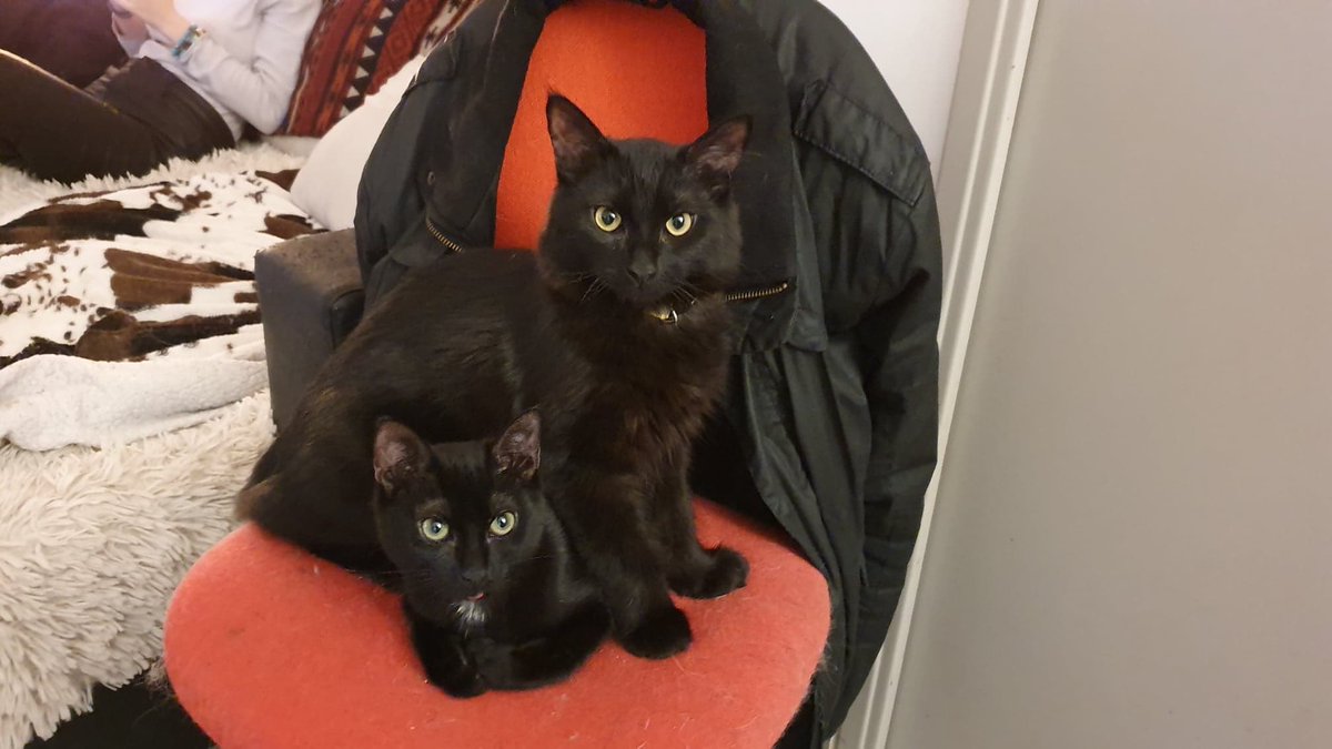 stilhsash's tweet photo. #RT #URGENT !!
Cela fait 3 jour que Dio n’est pas rentré... 
#PerduChat Noir, Européen, Poils Longs
Particularité : il a un morceau de queue encore court suite au rasage pour sa stérilisation

Secteur #Villeurbanne &amp; #Lyon 

SVP PARTAGEZ ! https://t.co/k0Xw5UBnf3