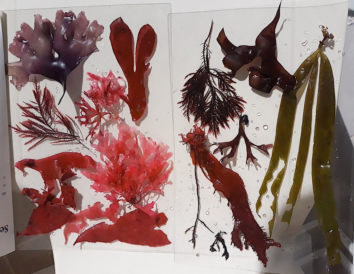 STOLscience's tweet photo. Pantone de algas... #rhodophyta #phaeophyta #clorophyta #algas #seaweed #sea #mar #pantone #cores #ciencia #arte #sciart #scicomm #beach #seatreasures #tesourosmarinhos https://t.co/qi6ttGiUgw
