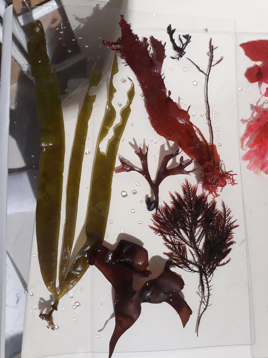 STOLscience's tweet photo. Pantone de algas... #rhodophyta #phaeophyta #clorophyta #algas #seaweed #sea #mar #pantone #cores #ciencia #arte #sciart #scicomm #beach #seatreasures #tesourosmarinhos https://t.co/qi6ttGiUgw