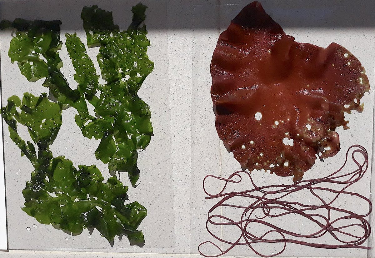 STOLscience's tweet photo. Pantone de algas... #rhodophyta #phaeophyta #clorophyta #algas #seaweed #sea #mar #pantone #cores #ciencia #arte #sciart #scicomm #beach #seatreasures #tesourosmarinhos https://t.co/qi6ttGiUgw