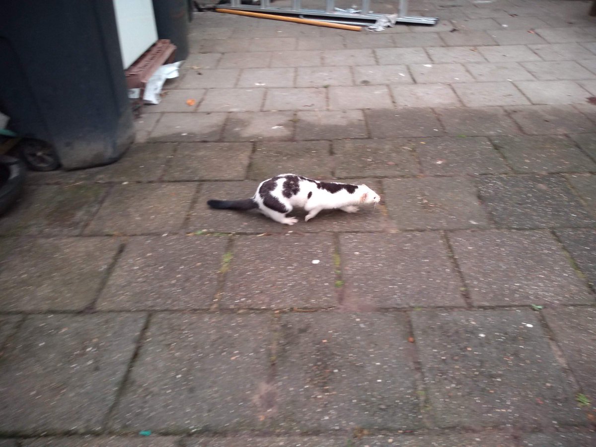 remkepolder's tweet photo. @freekvonk Freek, kun jij me uit de brand helpen? Zie je op deze foto’s een nerts of een fret? Groetjes! https://t.co/wUJBw5DPY8