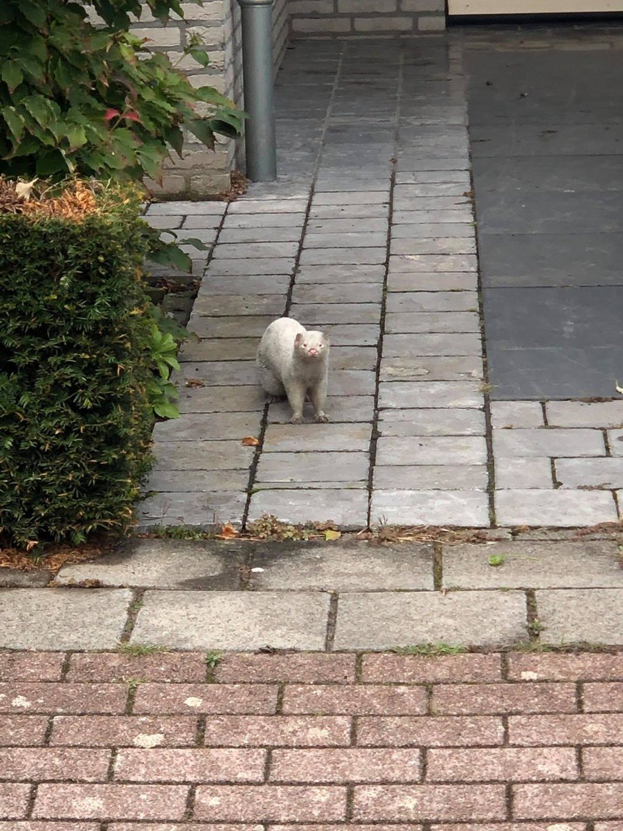 remkepolder's tweet photo. @freekvonk Freek, kun jij me uit de brand helpen? Zie je op deze foto’s een nerts of een fret? Groetjes! https://t.co/wUJBw5DPY8