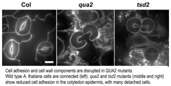 ThePlantCell's tweet photo. IN BRIEF:  Let's stick together - a pectin biosynthetic mutant reveals the interconnectedness of plant cell walls #CellWalls #Biosynthesis #CellExpansion #PlantBiology #PlantSci https://t.co/HF8lZAfX3W https://t.co/20lOgL88VP