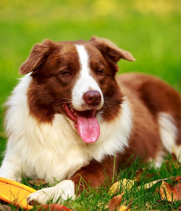 Austin_Vets's tweet photo. Are you a new client? Thanks for choosing to become part of our family! Here's some helpful information for you: https://t.co/JN6wolN9MW Call us at (512) 288-1040 to schedule an appointment or ask questions. See you soon! #atx #austinvet @Austin_Vets #FridayFeeling #DogsOfTwitter https://t.co/mUKpRVh6mr