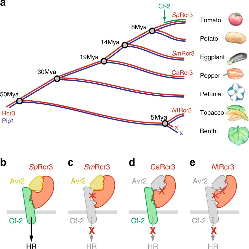sci_plant's tweet photo. Evolution of a guarded decoy protease and its receptor in solanaceous plants
https://t.co/usBj05HzRT
#plantsci #plantevolution #solanaceous @NaturePlants โป๏ธ https://t.co/Y2kMinL5RW