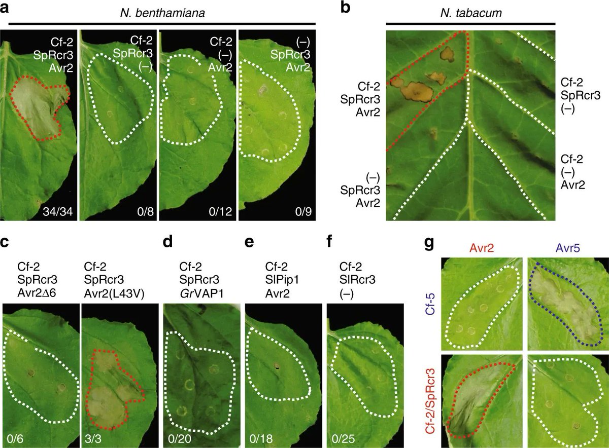 sci_plant's tweet photo. Evolution of a guarded decoy protease and its receptor in solanaceous plants
https://t.co/usBj05HzRT
#plantsci #plantevolution #solanaceous @NaturePlants โป๏ธ https://t.co/Y2kMinL5RW