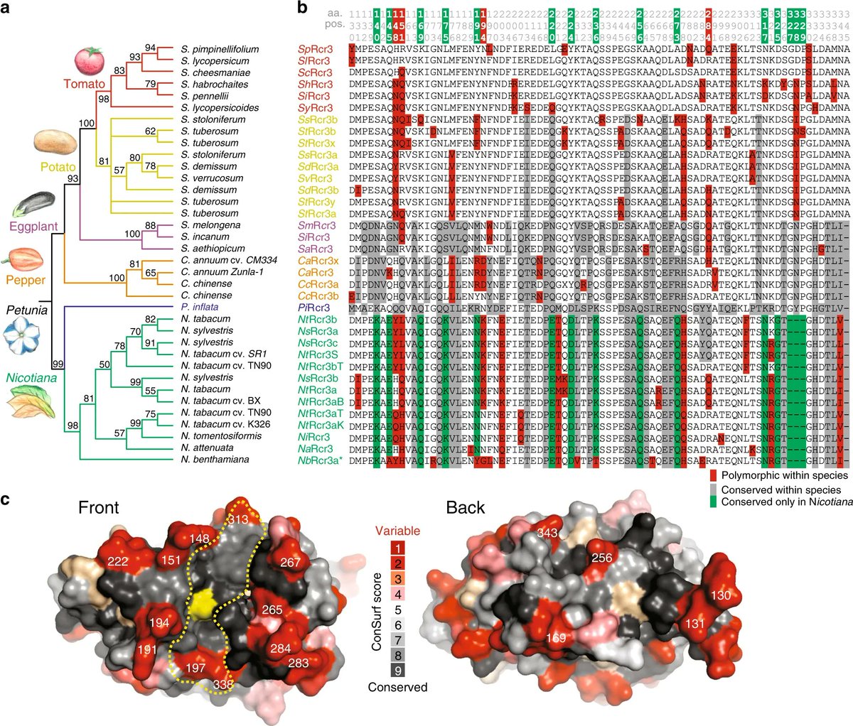 sci_plant's tweet photo. Evolution of a guarded decoy protease and its receptor in solanaceous plants
https://t.co/usBj05HzRT
#plantsci #plantevolution #solanaceous @NaturePlants โป๏ธ https://t.co/Y2kMinL5RW