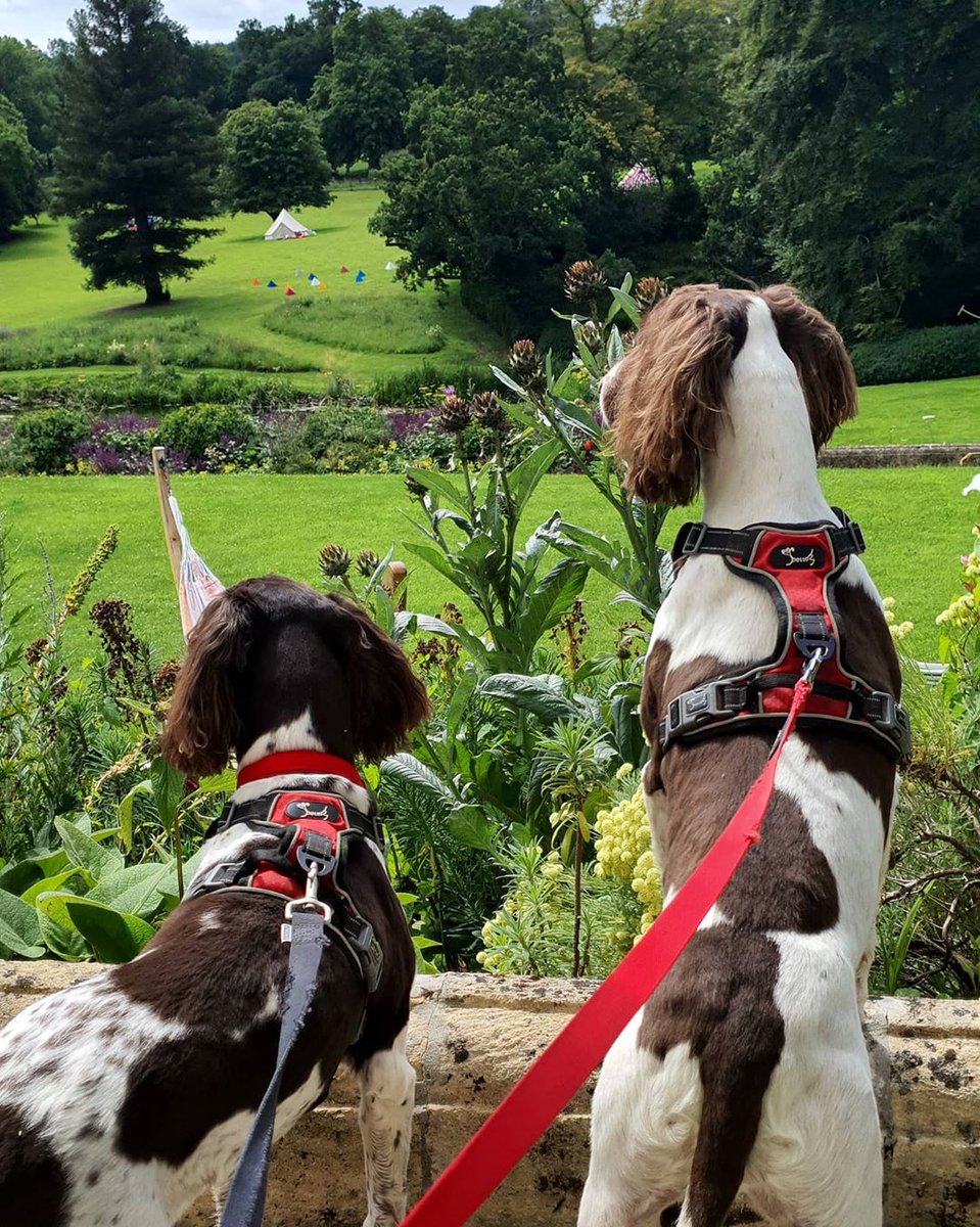 From family holidays to weekends away with furry, four-legged friends, our country house hotel in the Cotswolds has room for everyone. Captured by instagram.com/cotswolds_and_… #dogfriendly #luxuryhotel #luxuryhotels #besthotels #beautifulhotels #luxuryworldtraveler