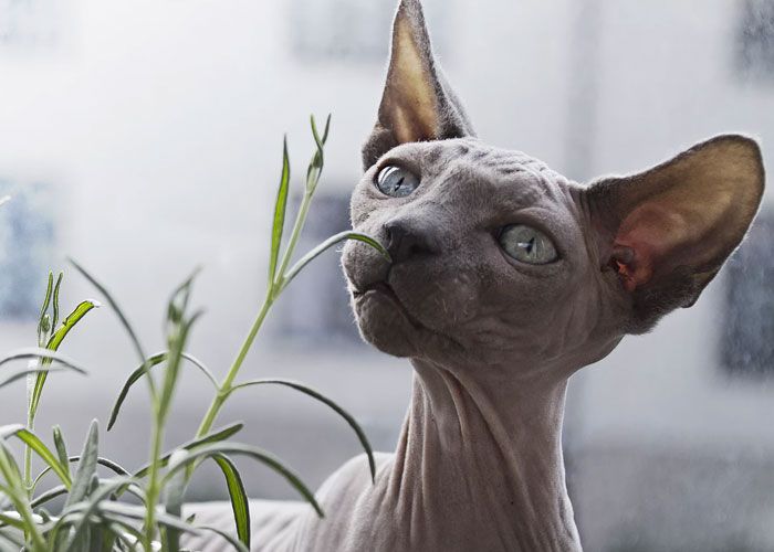PDXPetDesign's tweet photo. Have you been wanting to bring a #cat into your life? Read our guide to understanding cat breeds and personality types, and how to pick the right cat for your household. https://t.co/UKgLcCxbk1 https://t.co/T0Dl5qeQod