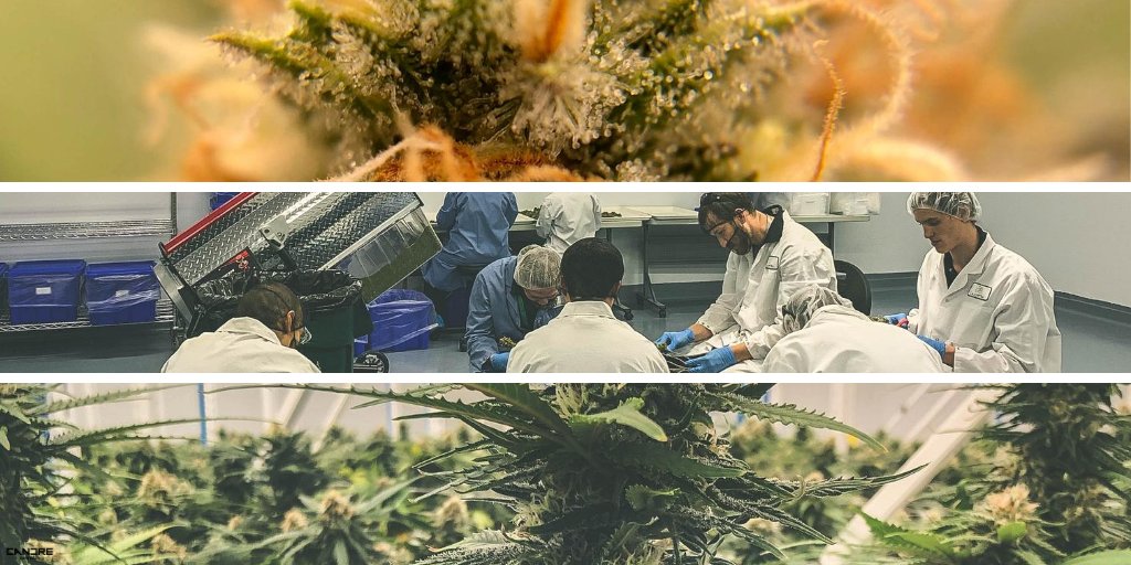 CandreCannabis's tweet photo. We end our Lemon Zkittle journey with the amazing @CandreCannabis crew lovingly hand-trimming those buds. Finally, we bulk-packaged and went right back to work at #makinitgreen. Next, we’ll be #keepinitgreen with another cultivar, Mimosa. #WhatsCandreGrowing? #CannabisCanada https://t.co/GSd5xis6dI