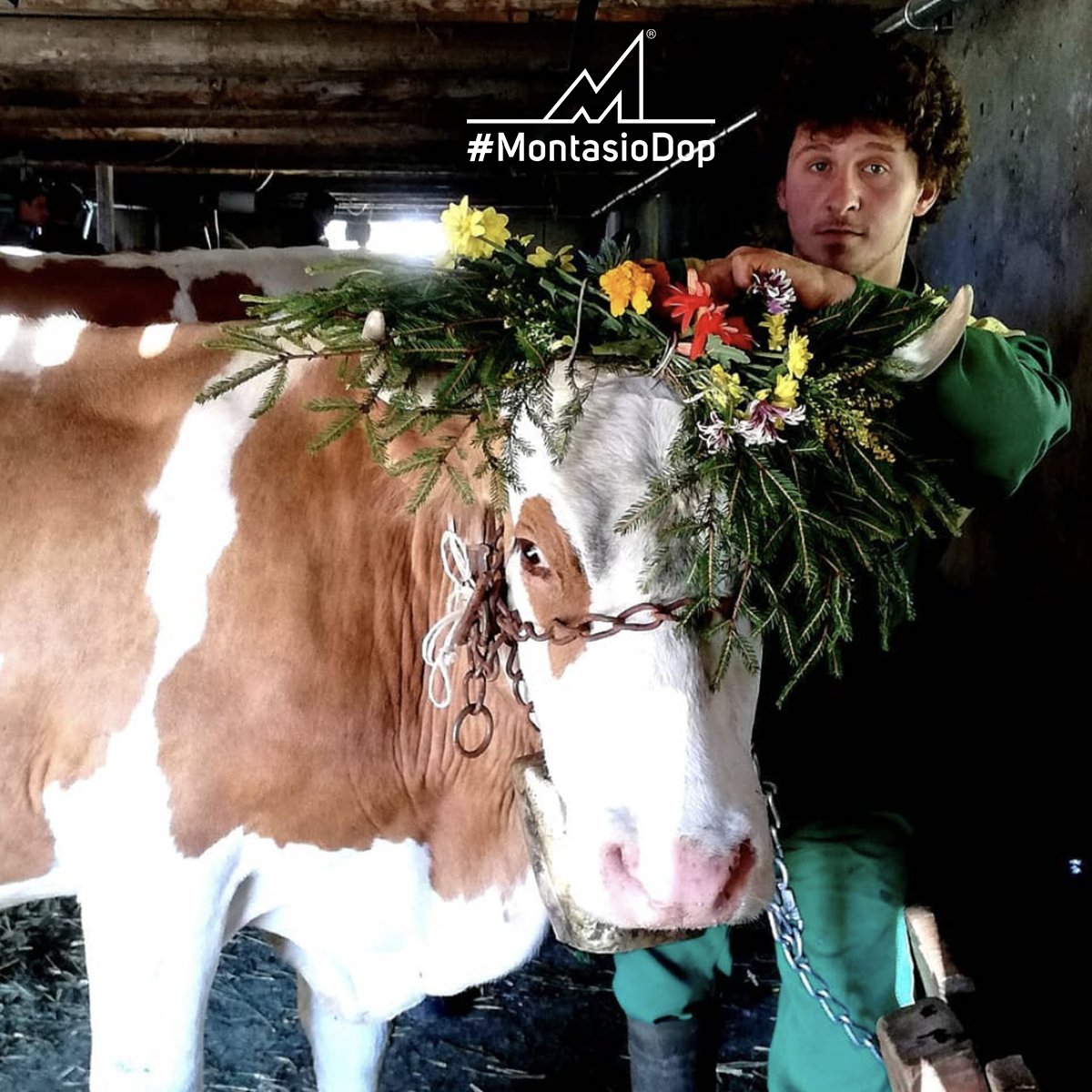 La storia del #MontasioDOP è la dimostrazione dell’amore che tutti i giorni i malgari manifestano per il territorio e per gli animali. 
Scopri la storia del Montasio: bit.ly/31Wm1a4
[ Foto di Ulderica Da Pozzo ]
