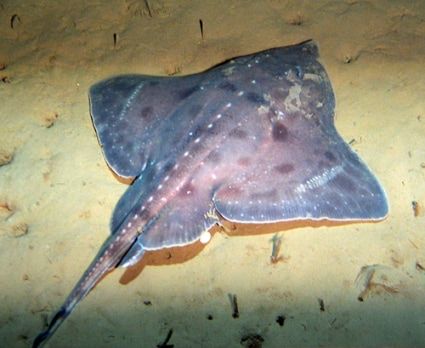 FinsUnited's tweet photo. Happy #FlatSharkFriday from #TFUI! The boreal skate (Amblyraja hyperborea) is found in the temperate parts of the Atlantic and Pacific Oceans (e.g. lower continental slopes off southern Australia and New Zealand).

More about these #flatsharks: https://t.co/eaMzv1jojW https://t.co/4YjBxwUidj