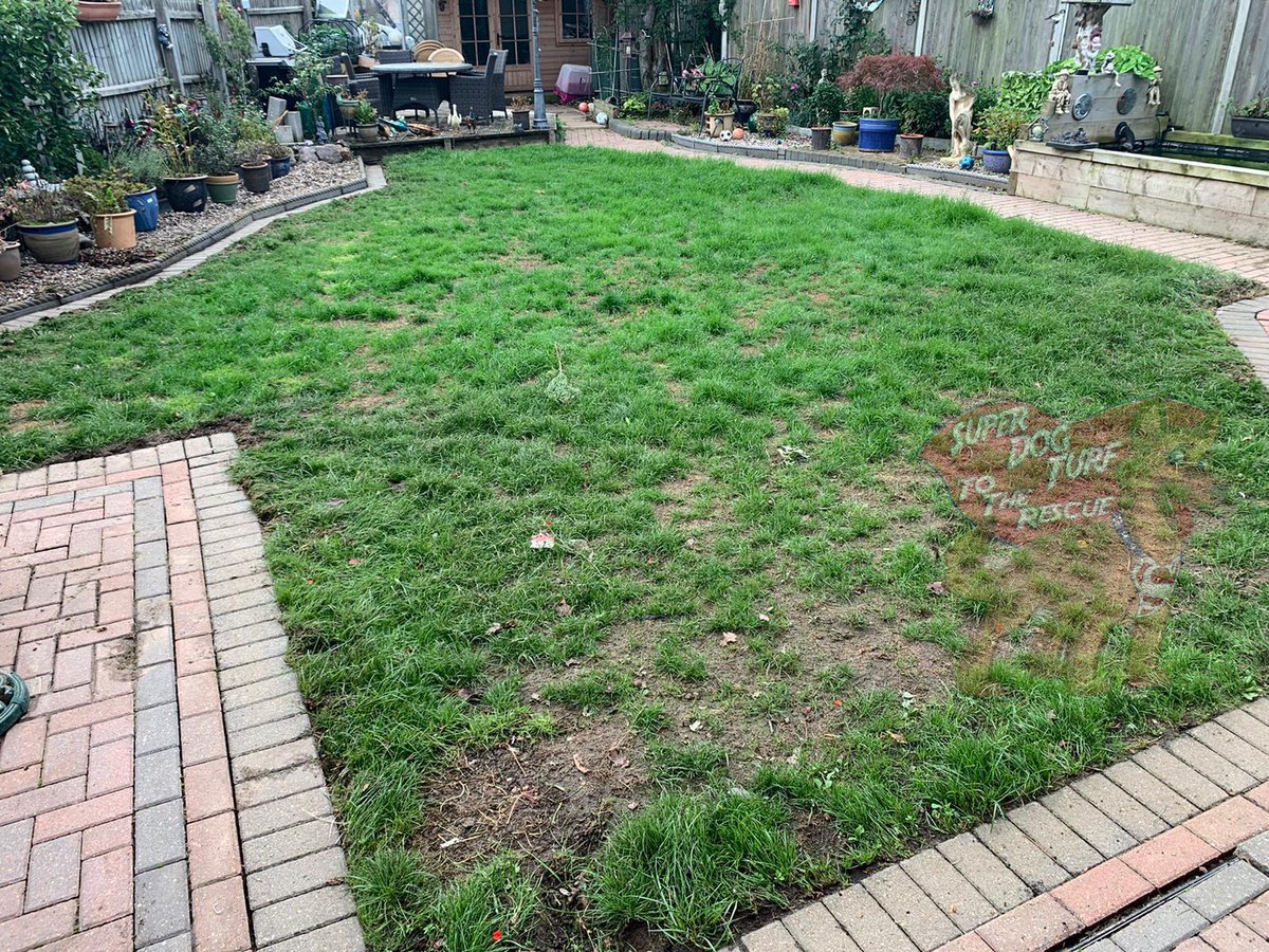 SuperDogTurf's tweet photo. Start: Amazing transformation of a tired worn out muddy garden, ready for very happy dogs to use everyday, all year round #SuperDogTurf to the rescue again! https://t.co/DrG3HGUY35 https://t.co/AYre2U64Gt