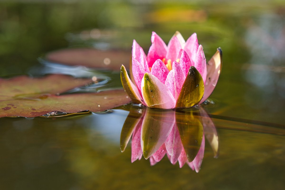 Seerose
#sonyalpha6400 #zeiss1670 #natur #nature #arboretum #seerose #zeisscameralenses