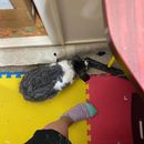 vickibairdcoach's tweet photo. “It’s ok if I chew in this broom as you dial up your next session, isn’t it? Ok good.”  I may have to put a complaint into Human Resources. He’d get away with it though because of the whole not human thing. #coworkers #disruptive #coachinglife #swiftwick #forworktoo https://t.co/G2V1ig6tDY