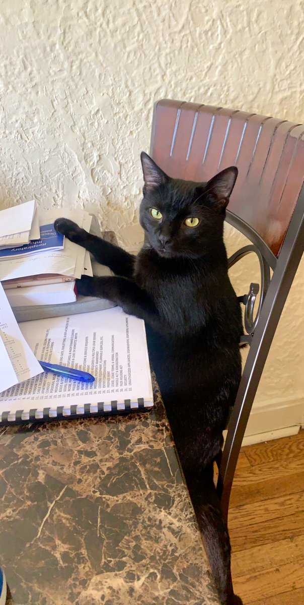 AriannaSprando's tweet photo. My cat thinks he’s a human. Trying to learn about meds with me. 🤓 https://t.co/lcLkaaHc6D