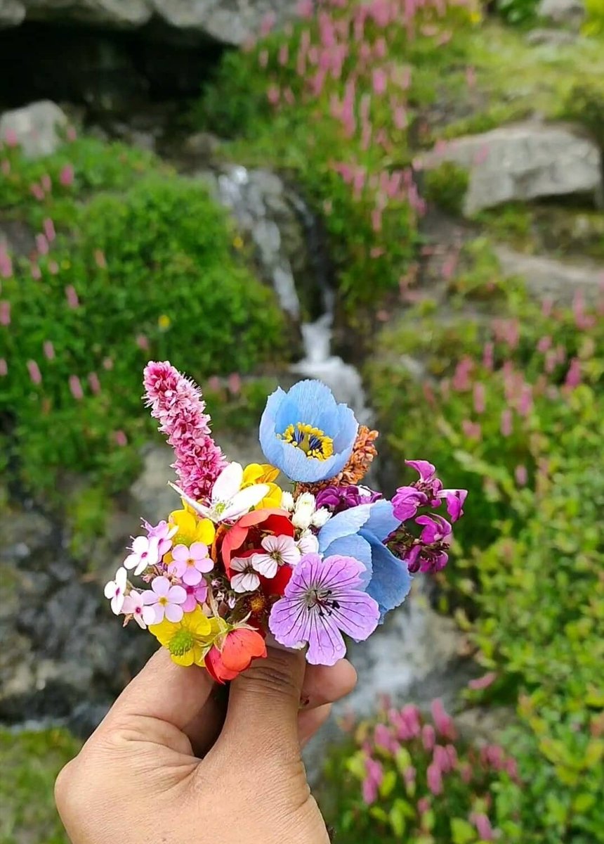 Shimla_wala's tweet photo. किनो चेकेनू उख्यांङु शुभकामना.....🌸🌸🌸
Greetings on festival of flowers, #Phulaich / #Shuktok / #Namgan /#Ukhyang to all of you in Kinnaur..... https://t.co/0rapqaoDnd