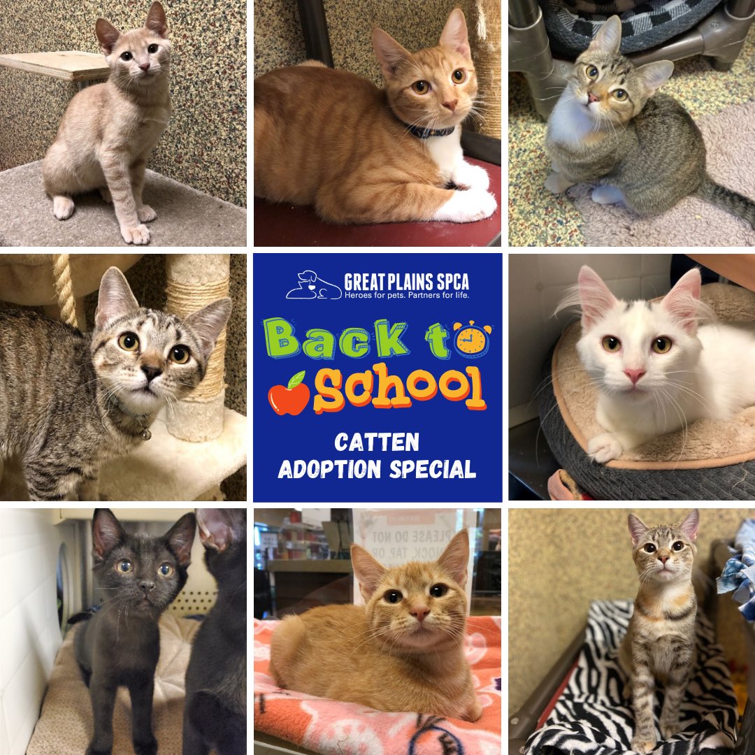 GreatPlainsSPCA's tweet image. Get back to COOL by adopting a catten {ages 4-8 months} for 50% OFF while supplies last! 🍎😻📚 Email adoptions@greatplainsspca.org to set up an appointment! #BackToSchool #BackToCool