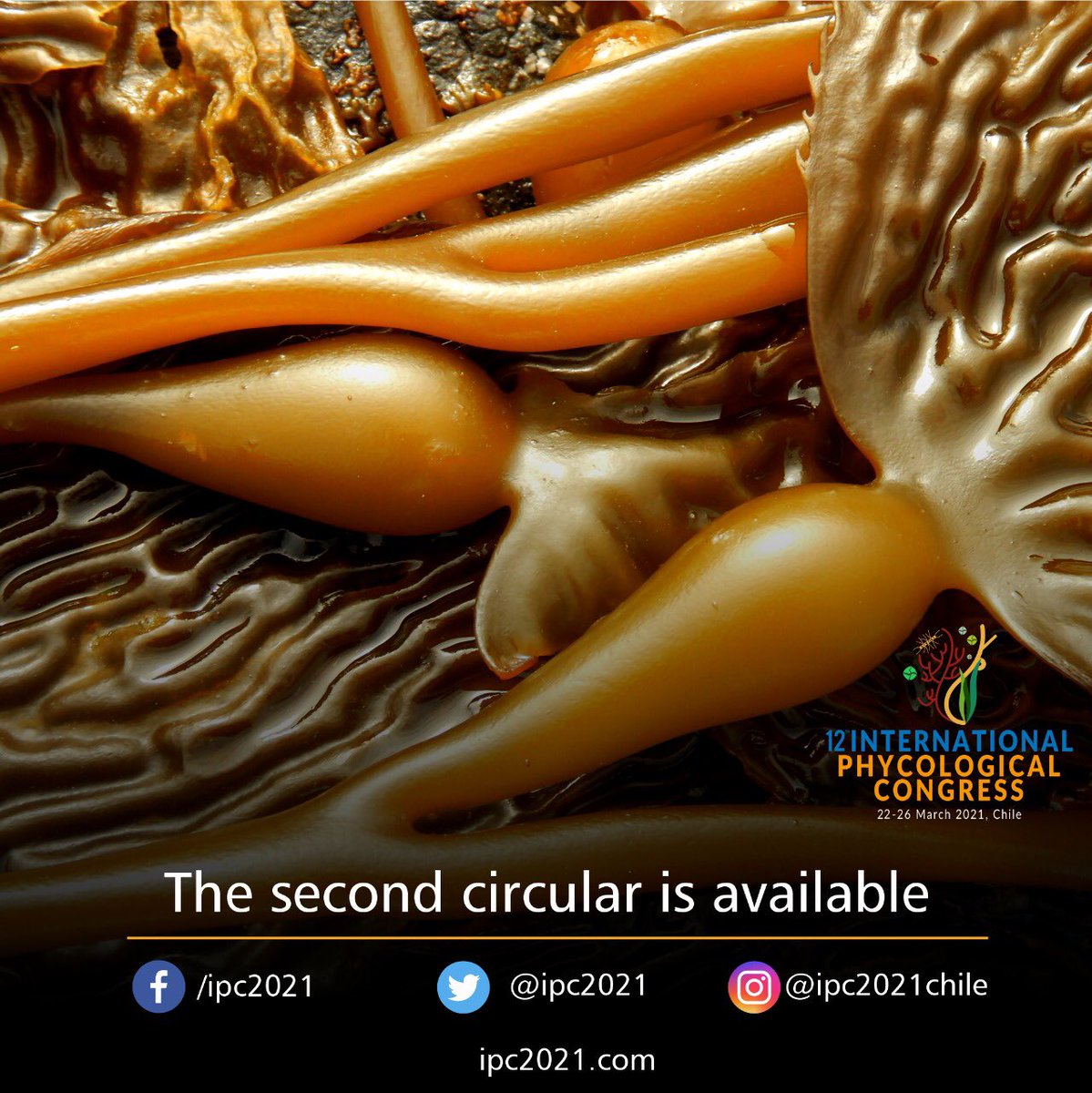 ipc2021's tweet photo. The 12th International Phycological Congress #IPC2021 will take place as a fully virtual Congress from Monday 22 through Friday March 26, 2021.
Please check the link below for the Second Circular for the IPC2021. https://t.co/I7ufTjyhwQ 
#PhycologyFriday https://t.co/1kkL3MRdKg