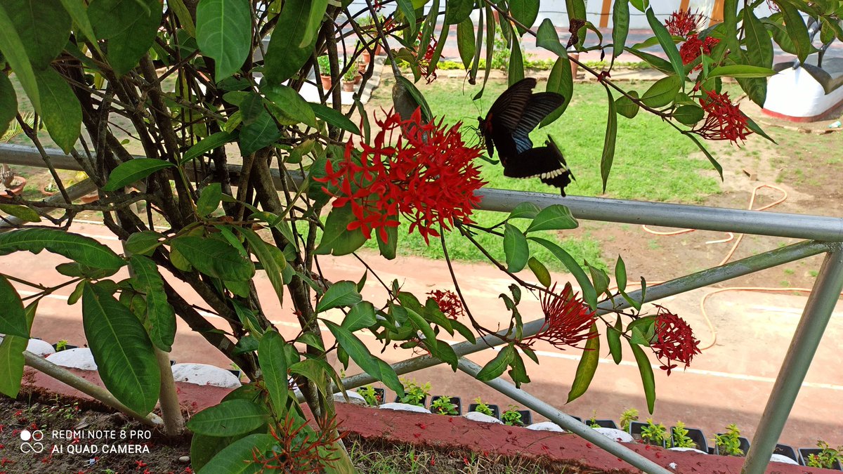 Rohitashwa14's tweet photo. Assam is full of #rugmini aka #Ixora the bright red beautiful bunch of flowers. Seeing couple #butterfly making fun over it a delight to watch @in_northeast https://t.co/sFWhwDmmqt