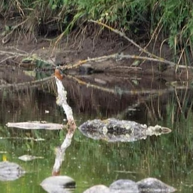 LooperzLou's tweet photo. Not the best photo in the word, but OMG I captured my first #kingfisher #delightedwithlife #nature #NaturePhotography 😂 #needabetterzoom 📸 https://t.co/SsIjrNGGXB