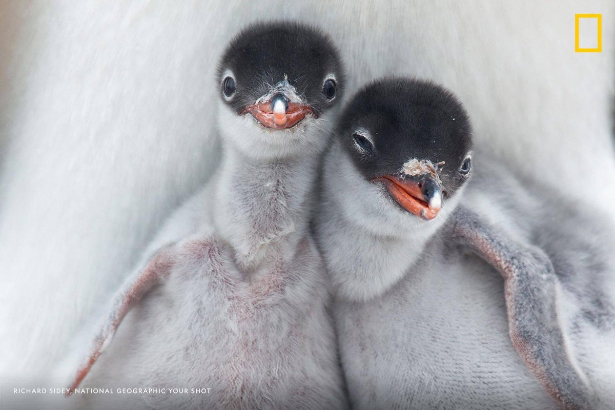 NatGeo's tweet photo. Two newly hatched Gentoo penguin chicks appear to lean on one another for support in this shot by photographer Richard Sidey https://t.co/TgNZmCg6Lv