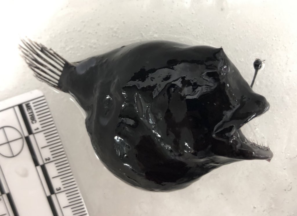 Frable's tweet image. Here it is, what you’ve all been waiting for- a Spiny Dreamer, Oneirodes acanthias. Encountered on our final tow for the #SiphWeb cruise on the @RVSallyRide lead by @anelachoy #anglerfish #deepseafish #ichthyology