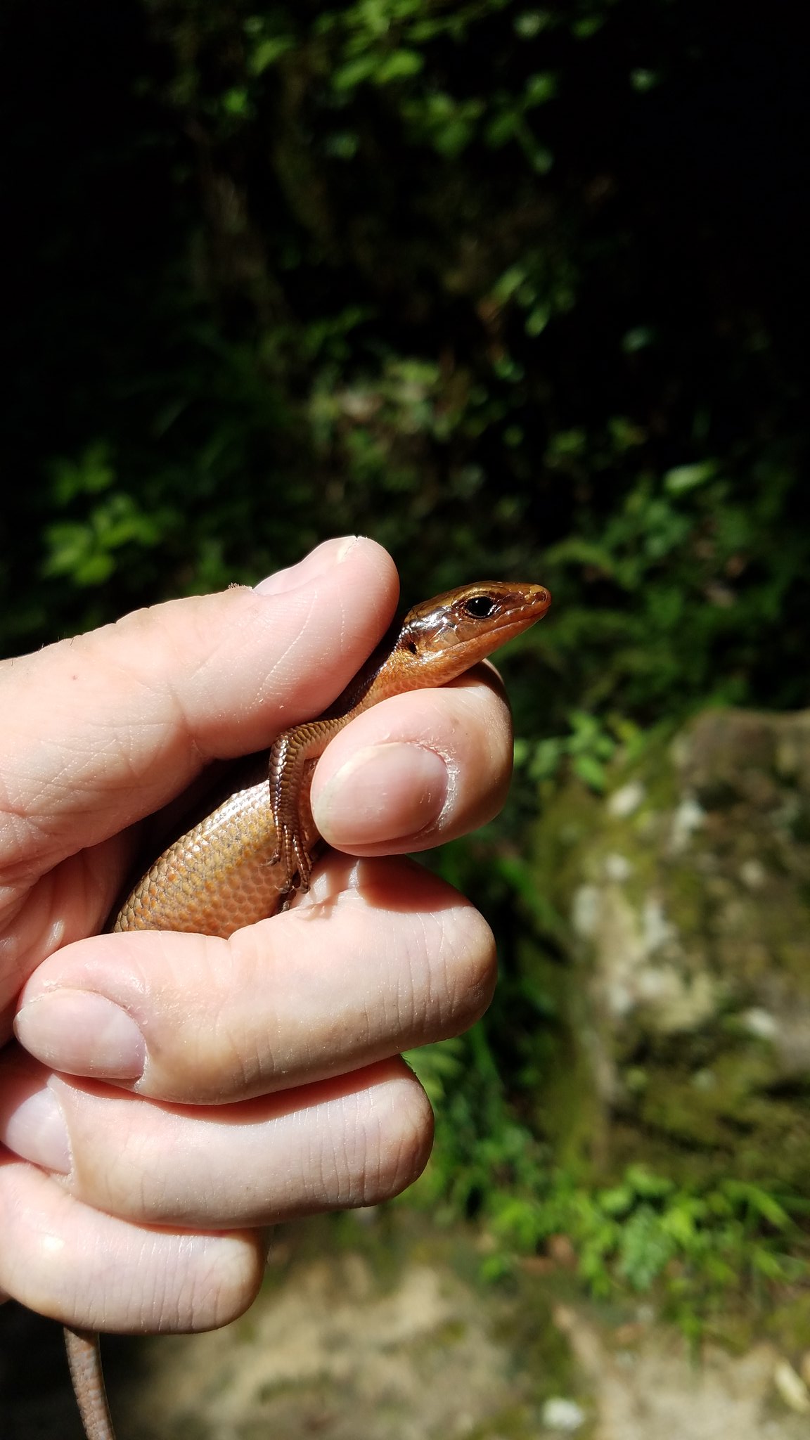 爬虫類とボク 本日の探偵ナイトスクープは ニホントカゲを捕獲したい少年 でした 過去に釣りでの捕獲を試みましたが うまくいきませんでした 結局素手が１番ですね