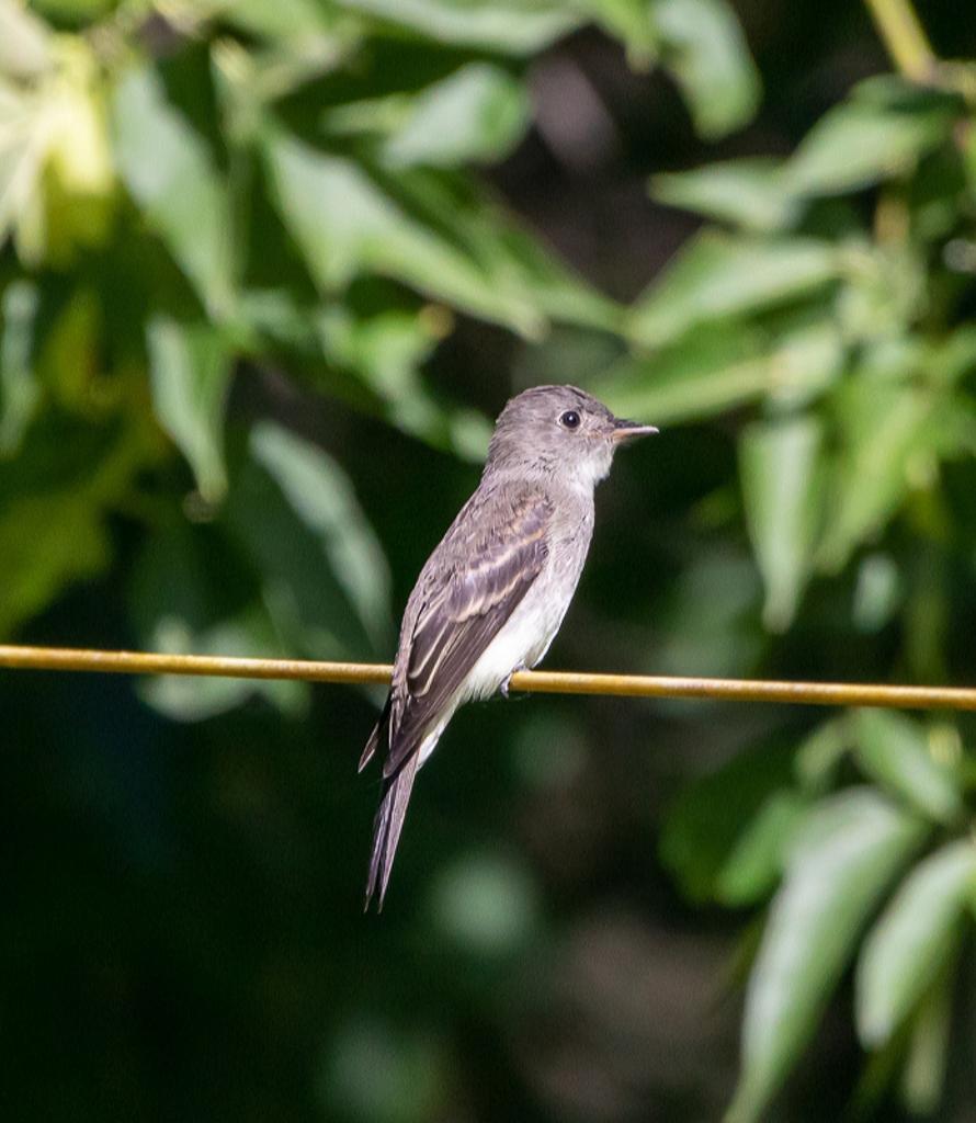 Eastern Wood-Pewee.  #easternwoodpewee #woodpewee #bird #birdsofinstagram #birdphotography #birds #birding #wildlifephotography #wildlife @WildEarth #NaturePhotography #naturepic #naturelover #birdphotography