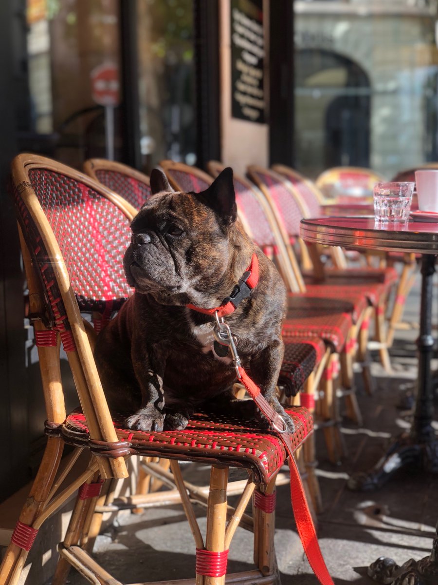 Villa Albertine tweet media