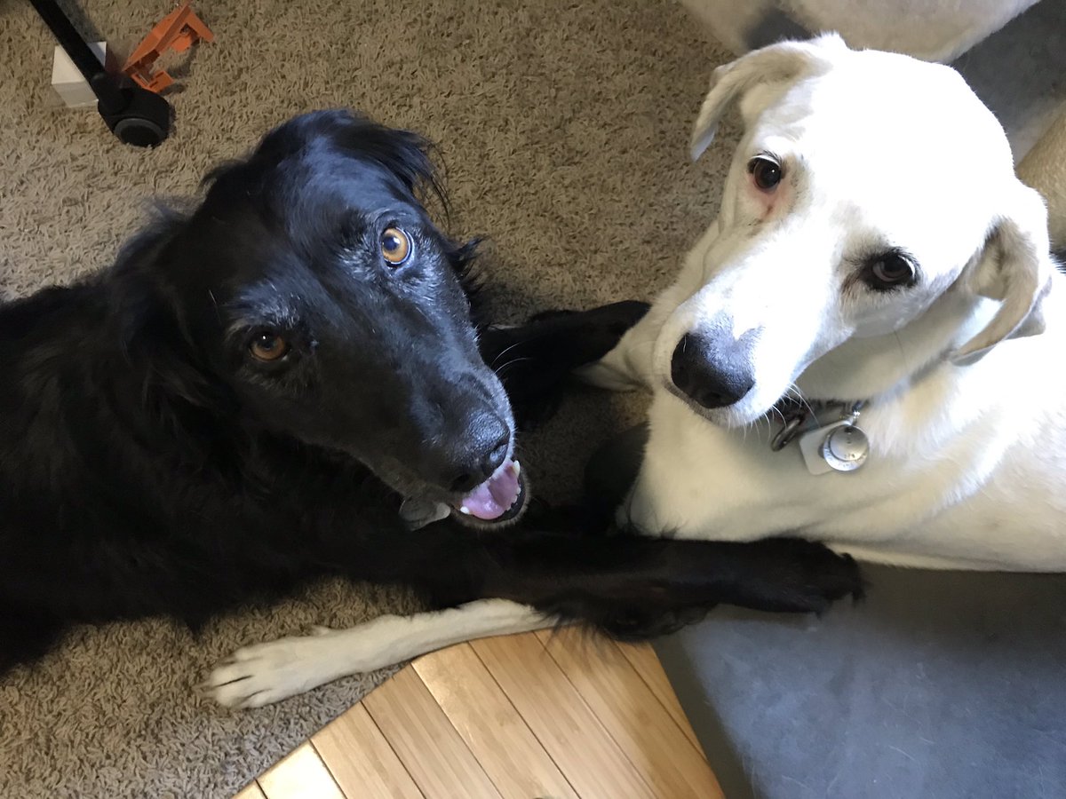 Halping the hooman with her zoom class by briefly pausing our wrestling match. <a href="/IchaDogs/">IchaDogs</a>