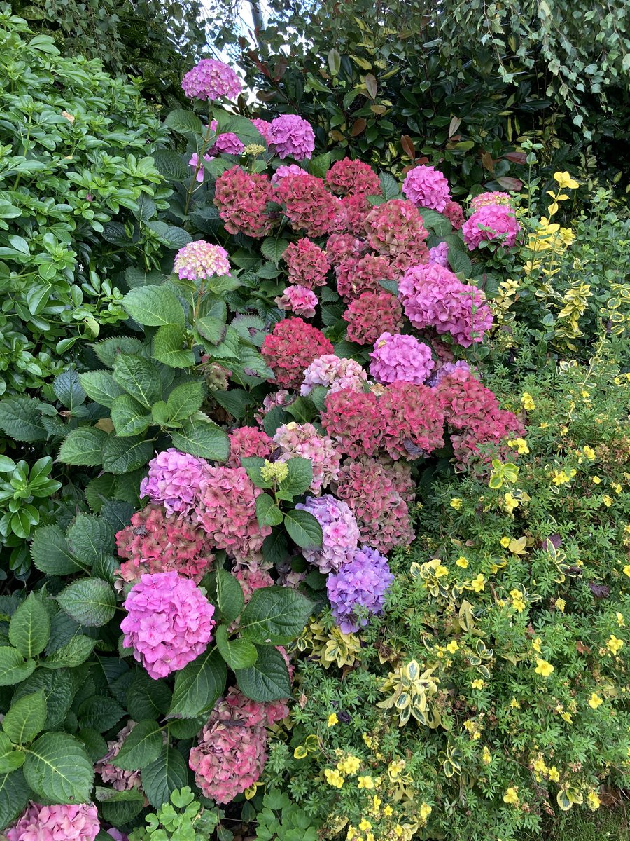 PeterLong10's tweet photo. Autumnal shades on the hydrangea. https://t.co/WkIIKr1EGx