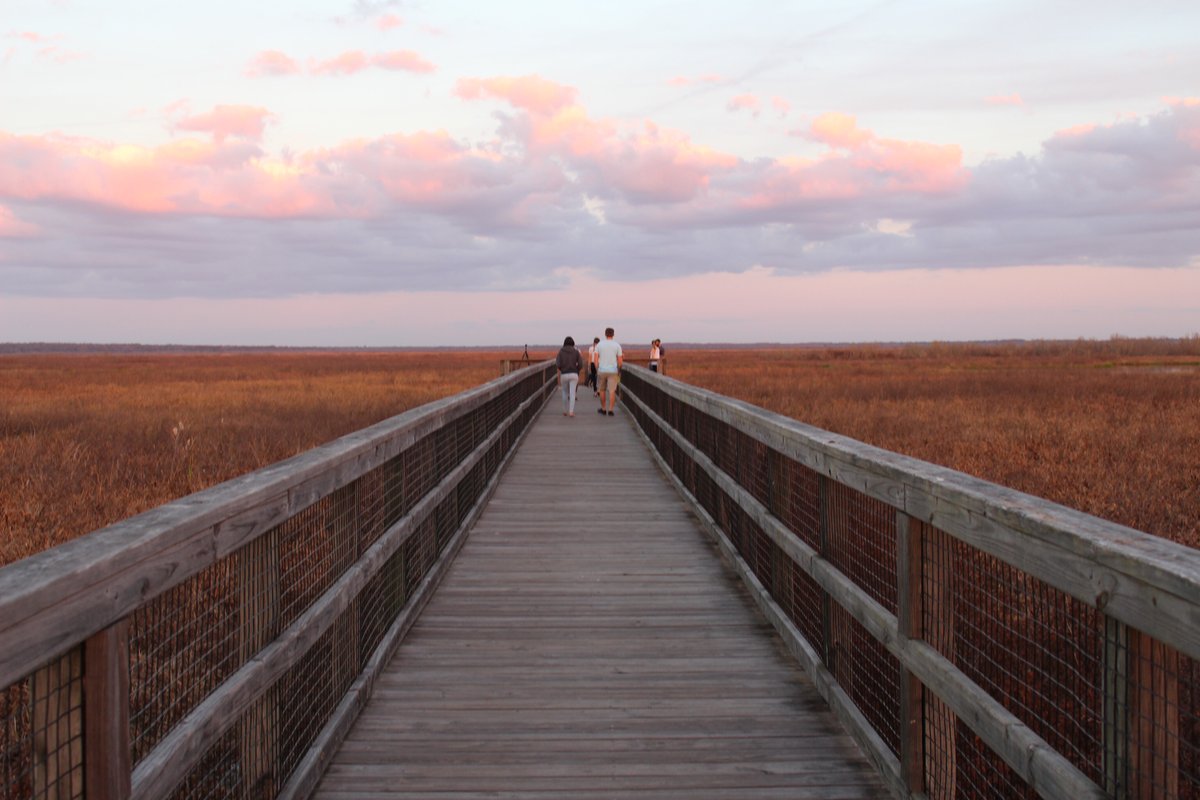 sustainableuf's tweet photo. Happy Friday! It is time to #GlimpseIntoGainesville! Today we are going to explore a Gainesville favorite, Paynes Prairie Observation Boardwalk 🌴
⠀ https://t.co/LxD5DTJLM1