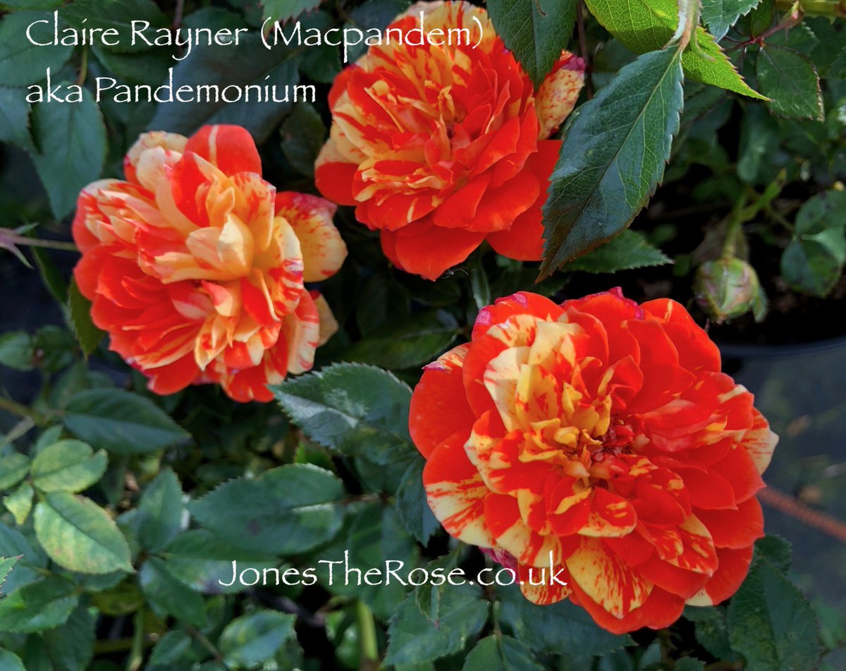 JonesTheRose's tweet photo. Claire Rayner aka Pandemonium... Both names so apt for this totally stunning splashed miniature. https://t.co/C3wfjXG6oD #miniaturerose #patiorose #roses #rose #jonestherose #therosepeople #clairerayner #pandamonium https://t.co/geQMmYG8xC
