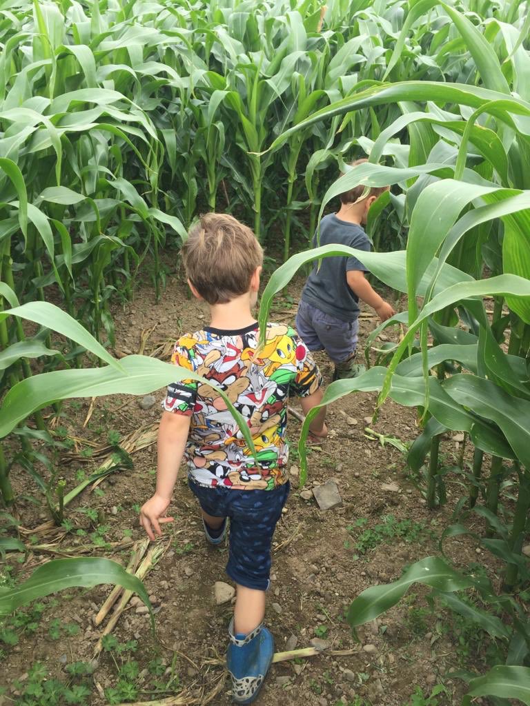 We are still open every day 9.30. To 6.00.  #llynclyshallfarmshop. #llynclys  #pumpkins.