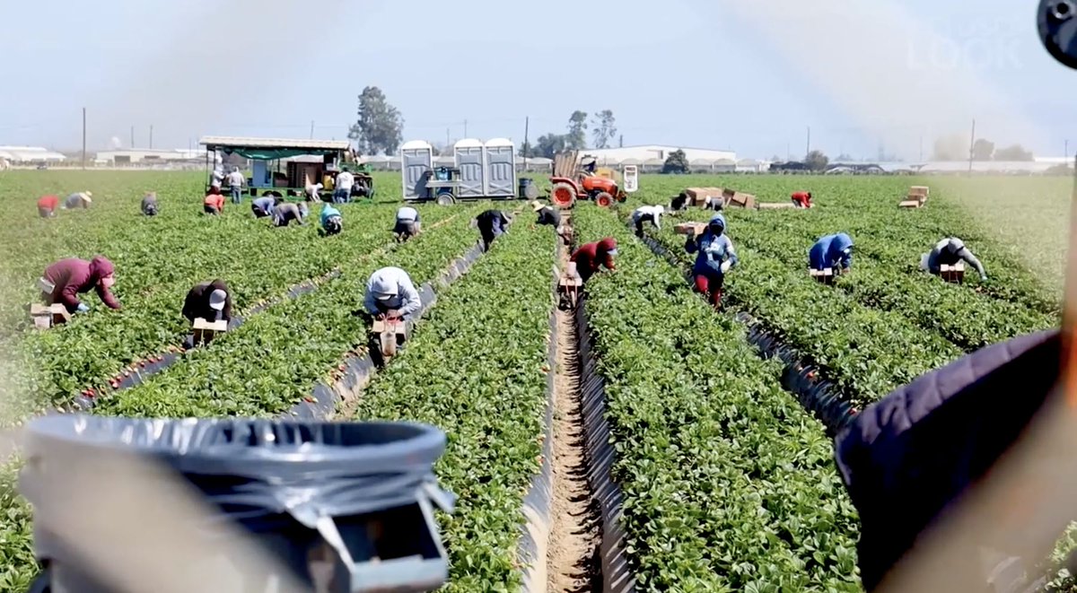 NFUDC's tweet photo. 2.4M farm workers are risking their lives through the pandemic to put food on our tables. But 1M are undocumented - which means they can't access medical &amp; financial services they need.

"I don't feel 'essential' because we don't have the same privileges."
https://t.co/dEt0wgOedQ https://t.co/vk2VNUa5v6
